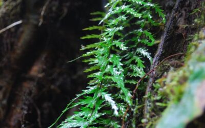 Asplenium dissectum