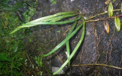 Campyloneurum angustifolium