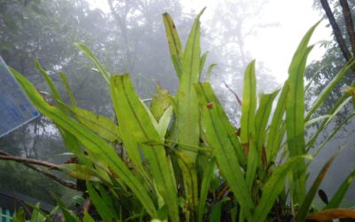 Elaphoglossum ciliatum