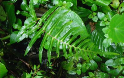 Blechnum occidentale