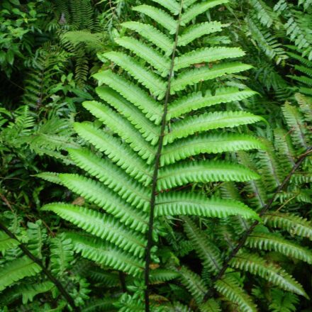 Pleopeltis pleopeltifolia | Ferns and Lycophytes of the World