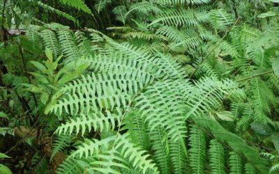 Pteris livida