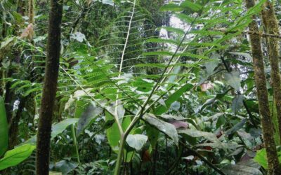 Pteris navarrensis