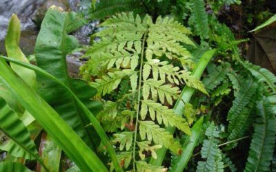 Dryopteris patula