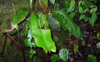 Elaphoglossum decoratum