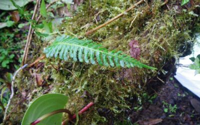 Blechnum appendiculatum