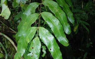 Serpocaulon giganteum