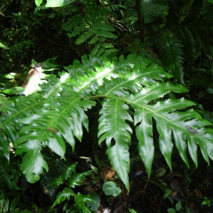 Matonia foxworthyi | Ferns and Lycophytes of the World