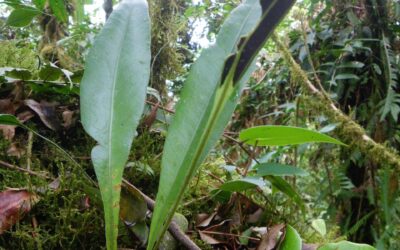 Elaphoglossum longicrure