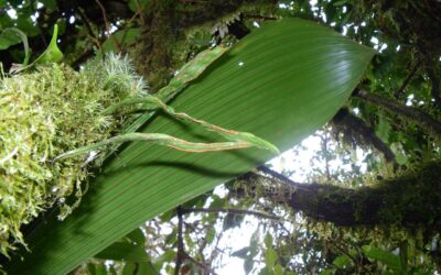 Radiovittaria remota