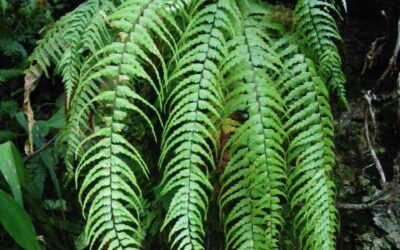 Asplenium dissectum