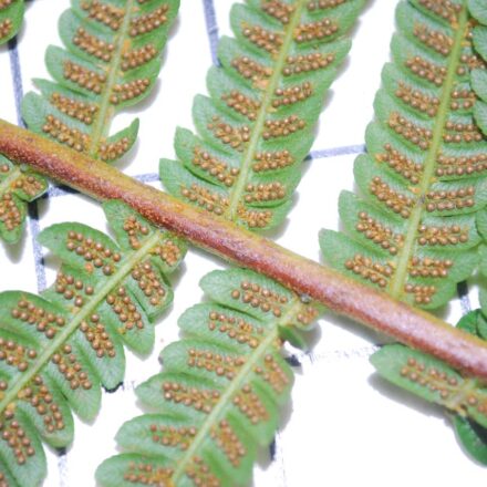 Cyathea delgadii | Ferns and Lycophytes of the World