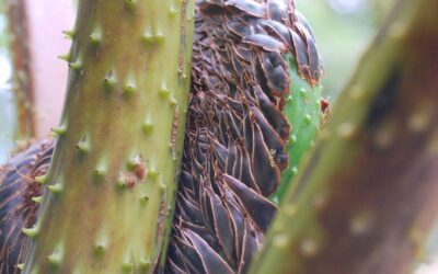 Cyathea bicrenata