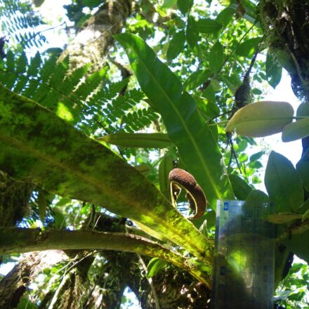 Elaphoglossum hammelianum | Ferns and Lycophytes of the World