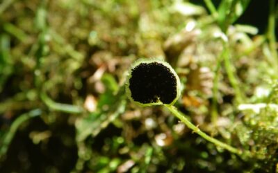 Elaphoglossum peltatum fo. flabellatum