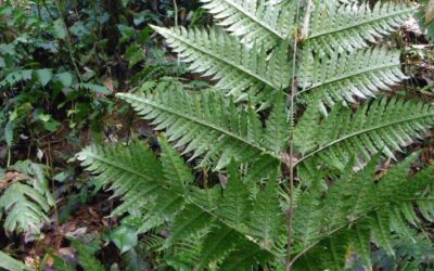 Pteris altissima