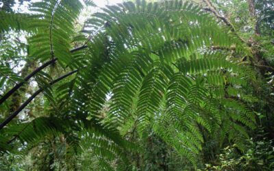 Cyathea nigripes