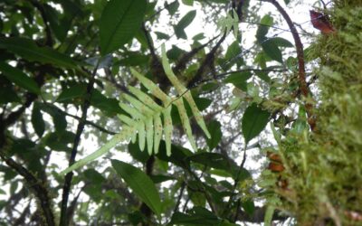 Ceradenia kalbreyeri