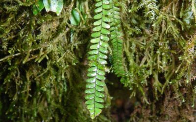 Moranopteris taenifolia