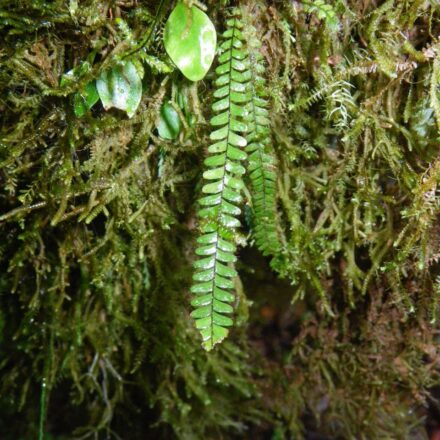 Moranopteris taenifolia | Ferns and Lycophytes of the World