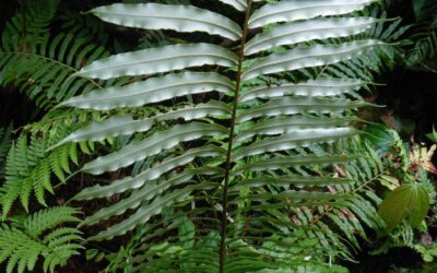 Lomariocycas werckleana