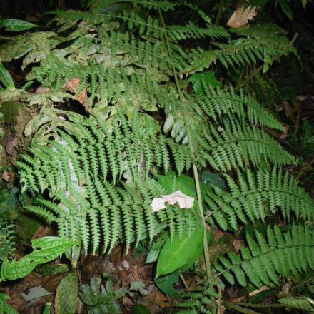 Selaginella hoffmannii | Ferns and Lycophytes of the World