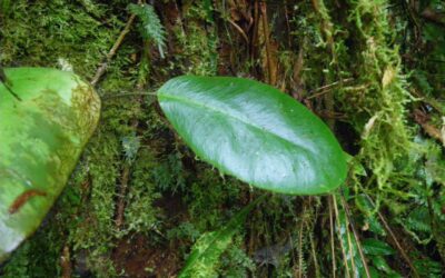 Elaphoglossum crinitum