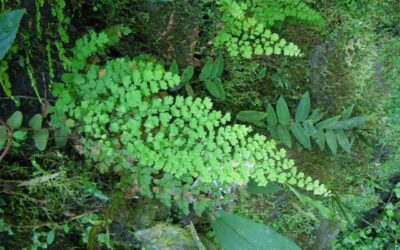 Adiantum concinnum