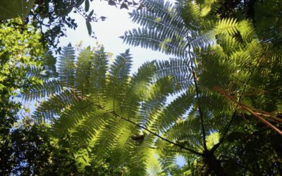 Alsophila polystichoides