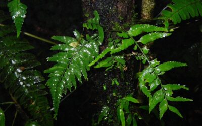 Asplenium auritum