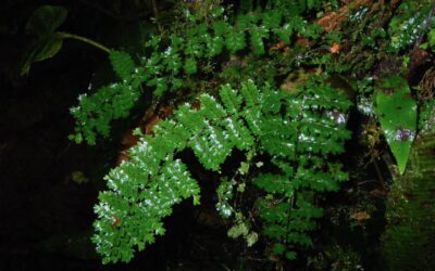 Asplenium rutaceum