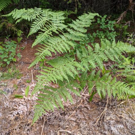 Pteridium aquilinum | Ferns and Lycophytes of the World