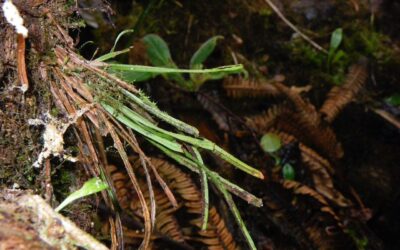 Cochlidium rostratum