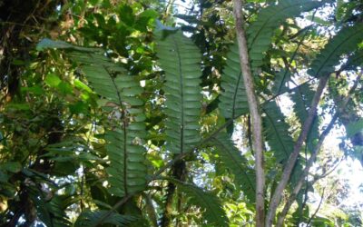 Cyathea mutica var. mutica