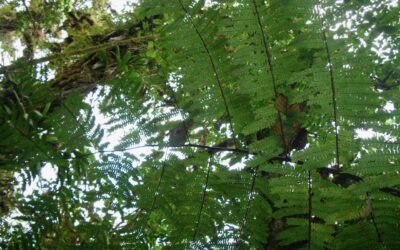 Cyathea nigripes