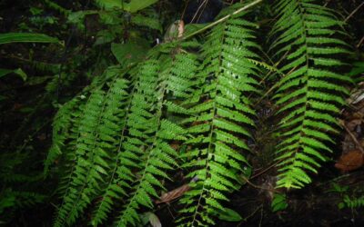 Dennstaedtia werckleana