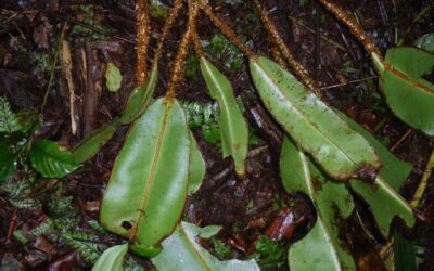 Elaphoglossum decoratum