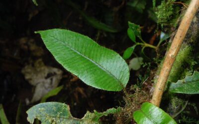 Elaphoglossum lanceiforme