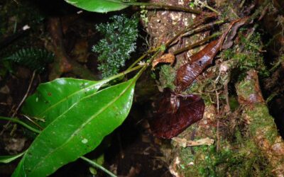 Elaphoglossum latifolium