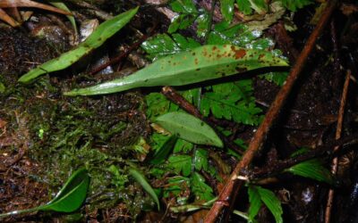 Elaphoglossum longicrure