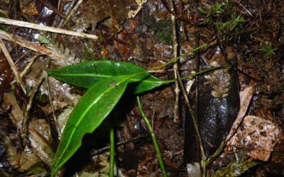 Elaphoglossum mitorrhizum