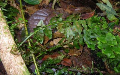 Hymenasplenium volubile