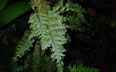 Hymenophyllum consanguineum