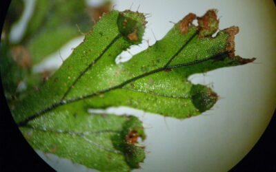 Hymenophyllum elegans