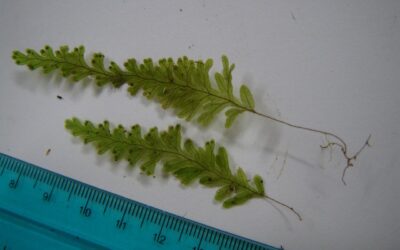 Hymenophyllum fragile