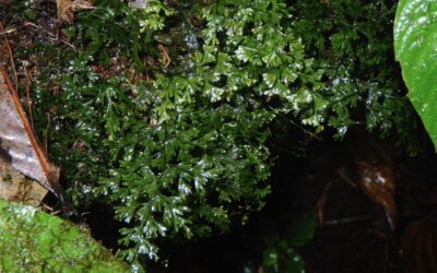 Hymenophyllum polyanthos