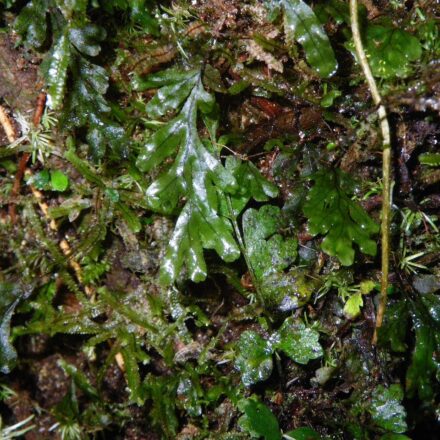 Hymenophyllum semiglabrum | Ferns and Lycophytes of the World