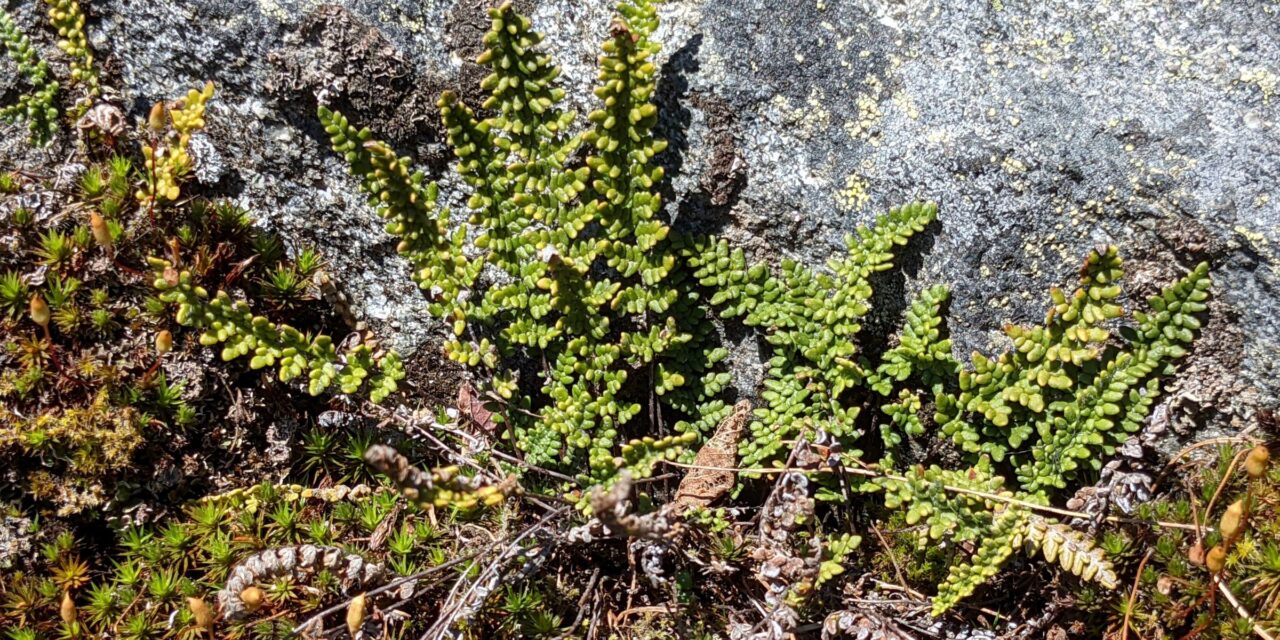 Myriopteris gracillima | Ferns and Lycophytes of the World