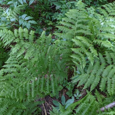 Athyrium filix-femina | Ferns and Lycophytes of the World