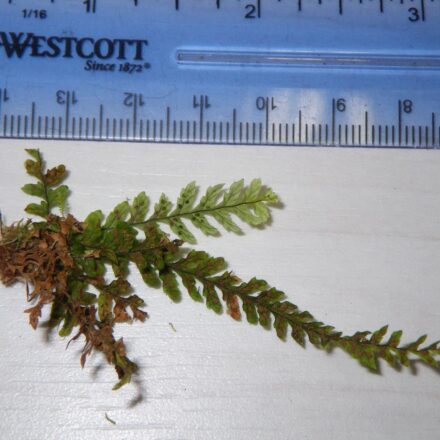 Lellingeria hombersleyi | Ferns and Lycophytes of the World